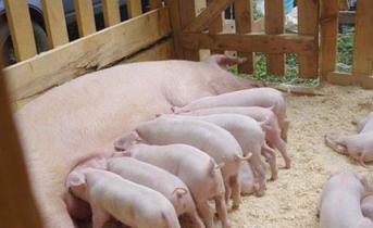 Свиноматка — характеристики, описание